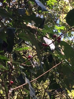Guatemala: Coffee beans on the tree