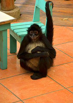 Spider monkey hanging out